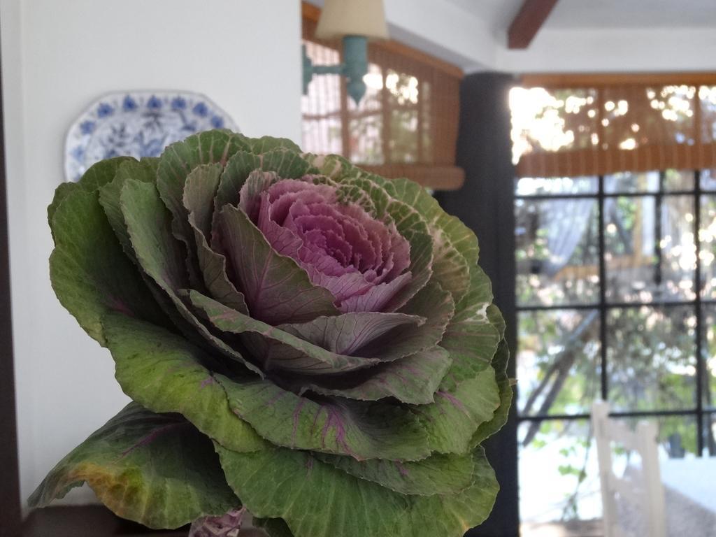 Posada De La Flor Колония-дель-Сакраменто Номер фото