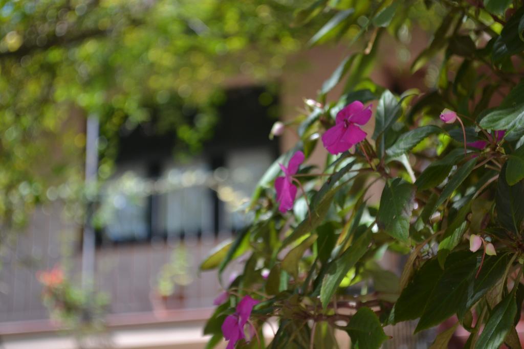 Posada De La Flor Колония-дель-Сакраменто Экстерьер фото
